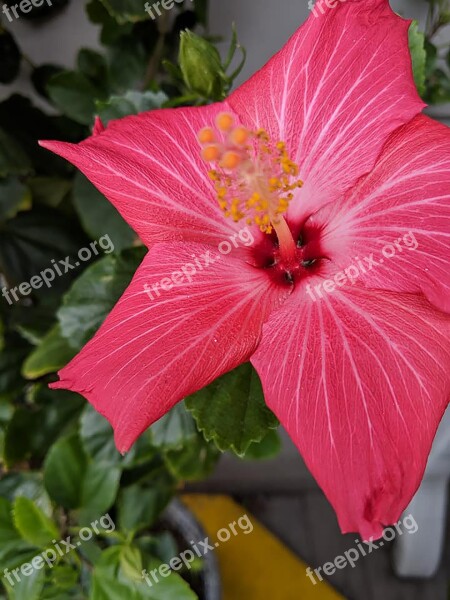 Pink Flower Flower Tropical Flower Free Photos