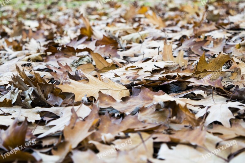 Leaves Brown Elijah Clerici Autumn Nature