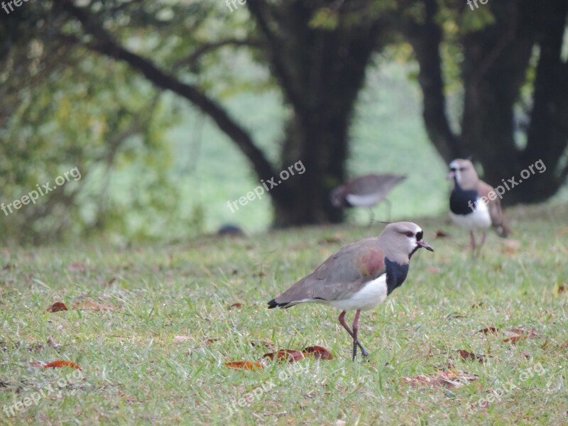 Quero-quero Bird Tropical Nature Southern Lapwing