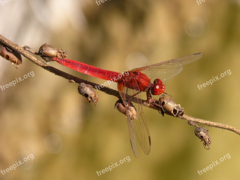 Dragonfly Red Dragonfly Erythraea Crocothemis Branch Sagnador Scarlet