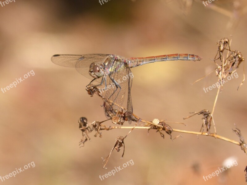 Ibélula Yellow Dragonfly Detail Winged Insect Cordulegaster Boltonii