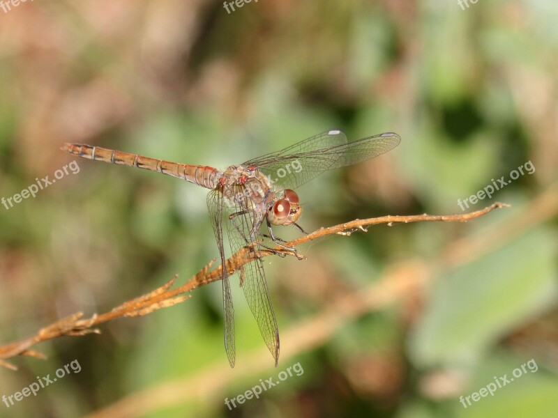 Ibélula Yellow Dragonfly Detail Winged Insect Cordulegaster Boltonii