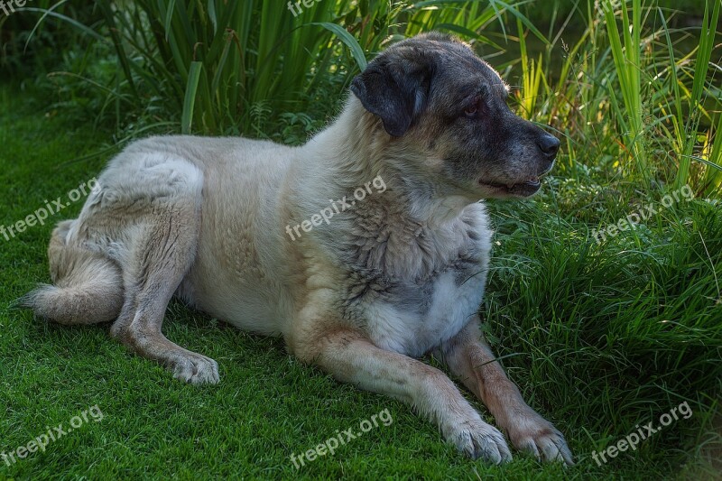 Kangal Dog Herd Protection Dog Animal Guard Dog