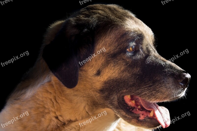 Kangal Dog Herd Protection Dog Guard Dog Animal