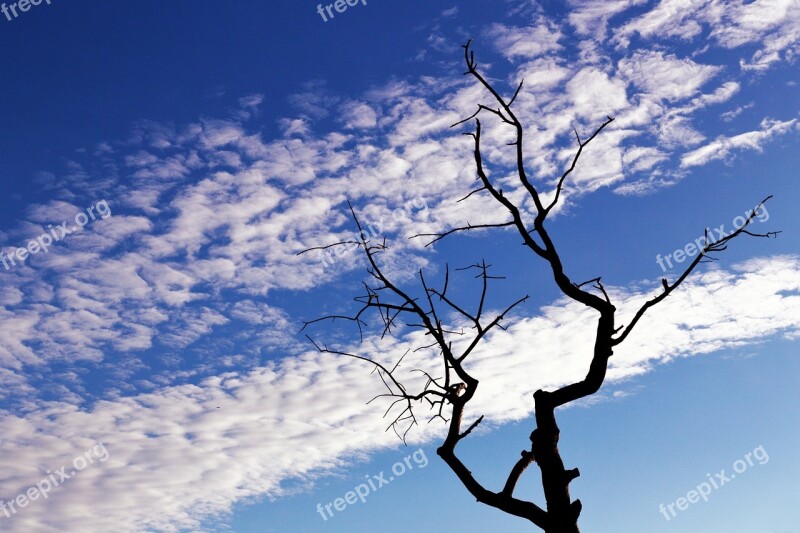 Tree Branches Silhouette Sky Clouds