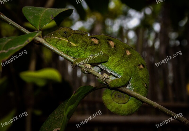 Chameleon Madagascar Animals Garden Free Photos