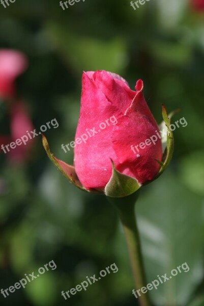 Nature Supplies Flowers Roses Freshman