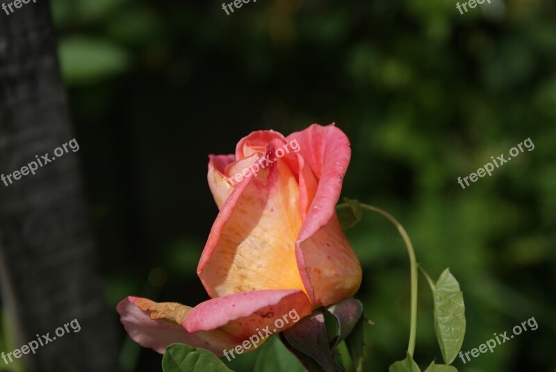 Flowers Freshman Rose Bicolor Nature