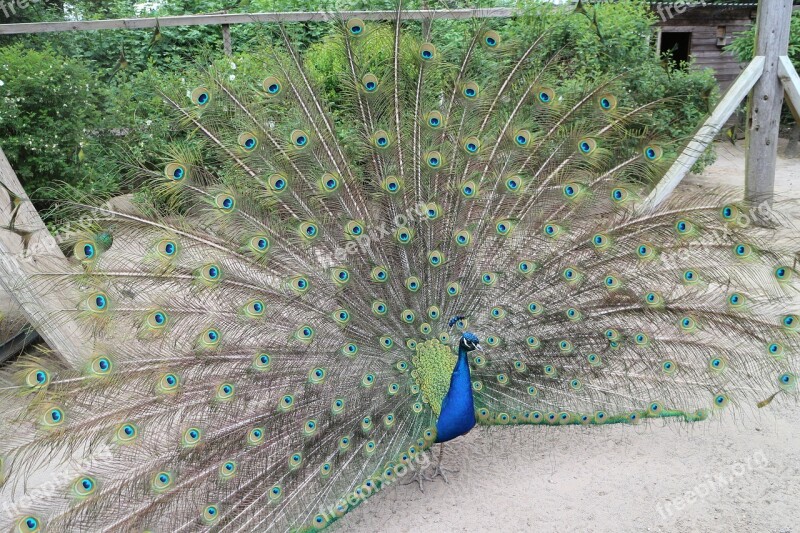 Peacock Wheel Bird Pride Plumage