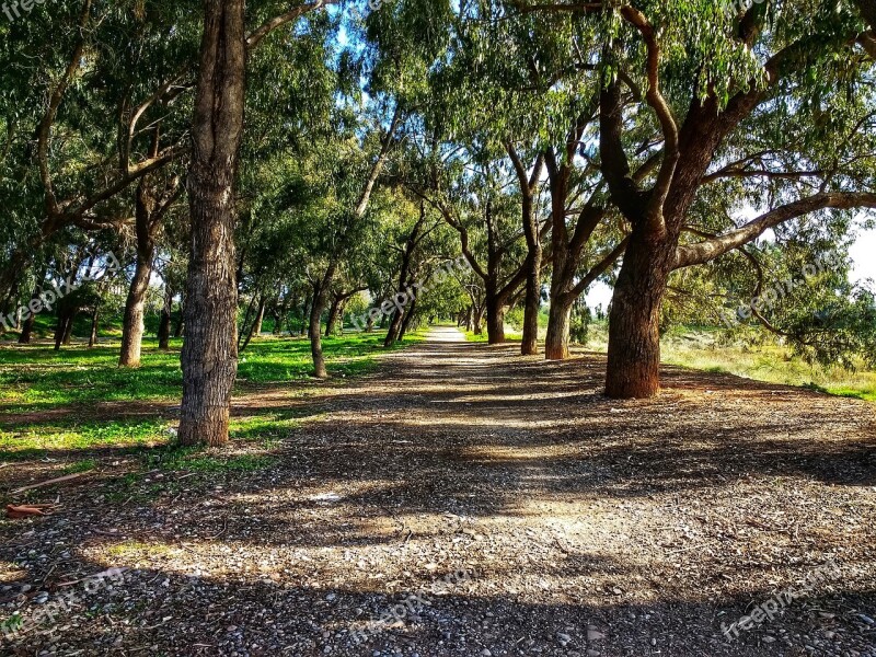 Forest Path Sidewalk Eucalyptus Trees