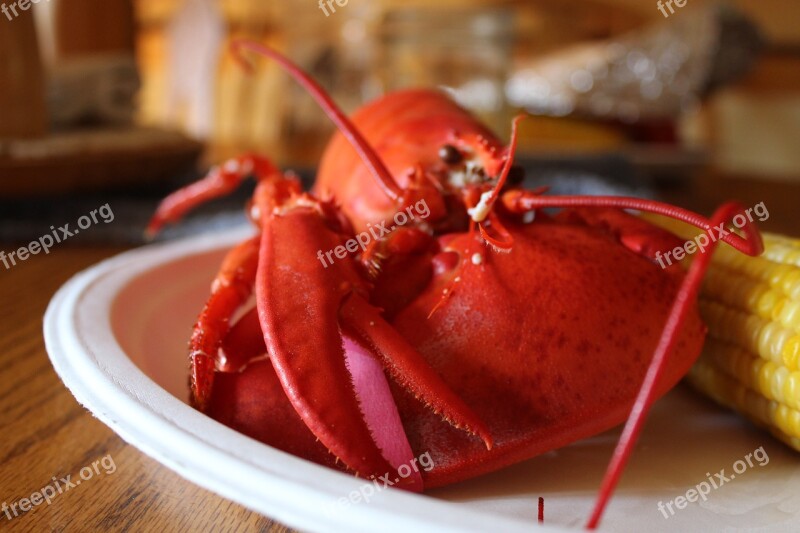 Lobster Food Seafood Maine New England