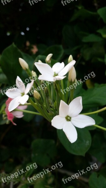 Flower White Flowers Ornamental Home And Garden Flowers Thailand