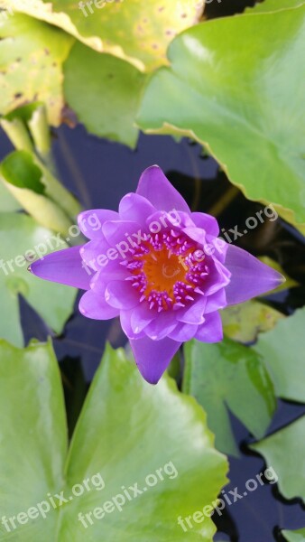 Lotus Wood Decor Home And Garden The Pink Flowers Free Photos