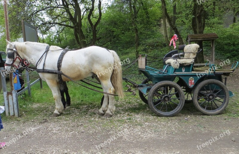 Horse-drawn Carriage Horse Transport Nostalgia Nature