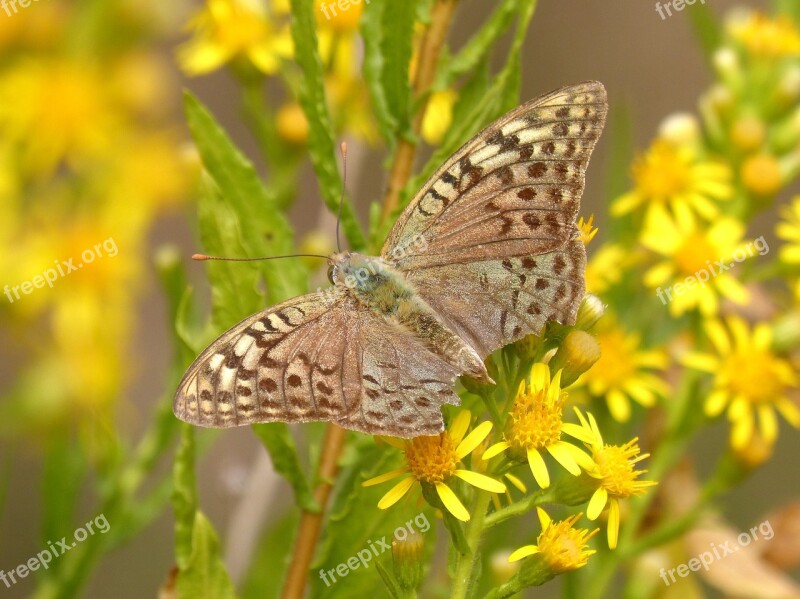 Butterfly Yellow Flower Libar Detail Argynnis Paphia