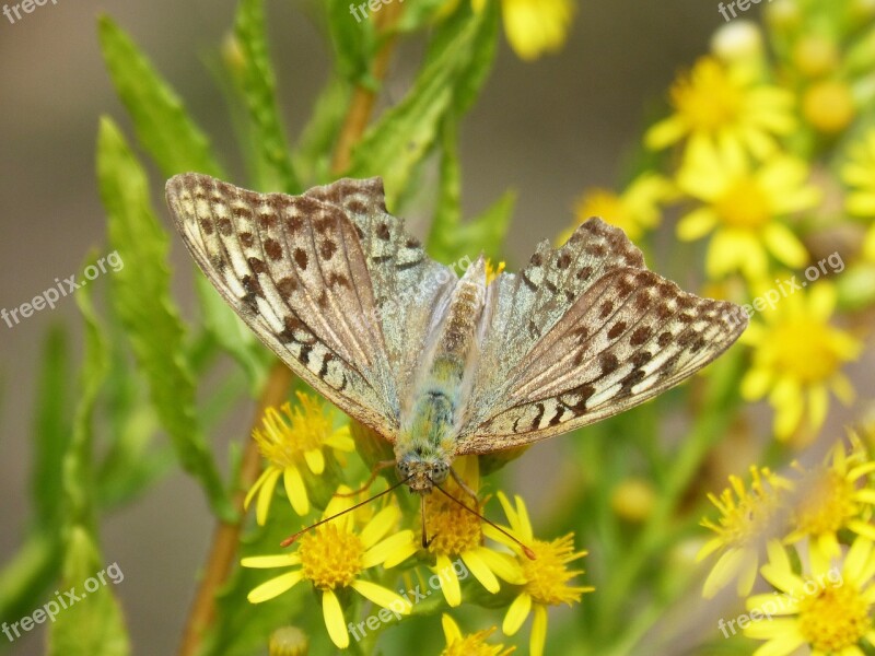 Butterfly Yellow Flower Libar Detail Argynnis Paphia