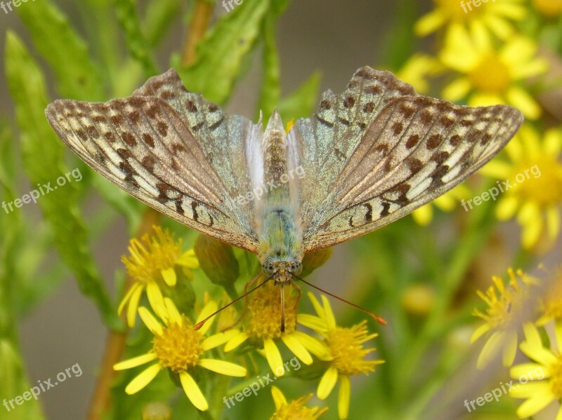 Butterfly Yellow Flower Libar Detail Argynnis Paphia