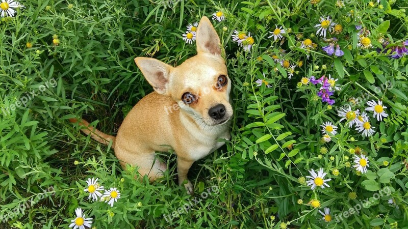 Dog Grass Summer Meadow Flowers