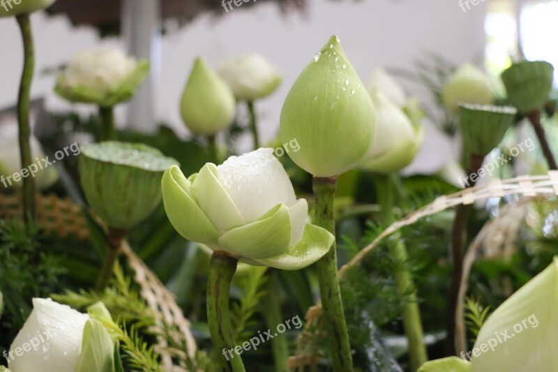 Flower Lotus Nice Blooming Pristine