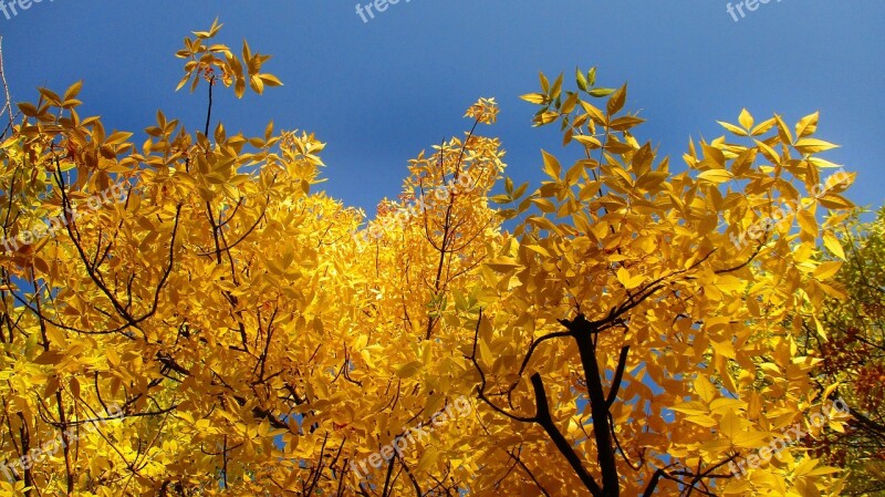 Leaves Trees Crown Autumn Yellow