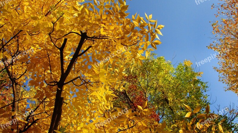 Leaves Trees Crown Autumn Yellow