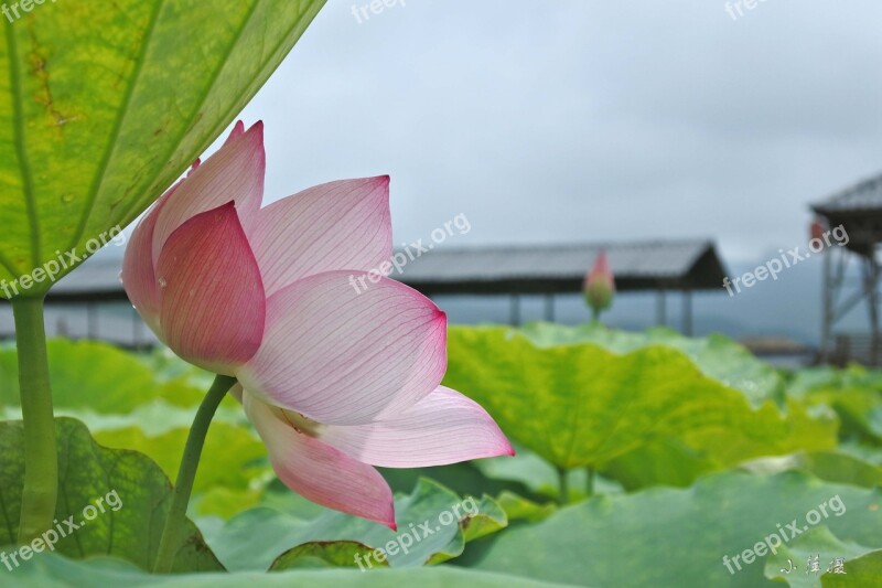 Lotus Lotus Leaf Red Flowers Free Photos