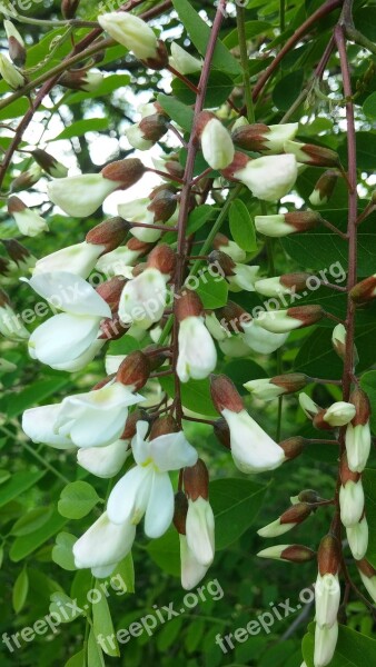 Tree Acacia Flowers Spring Nature