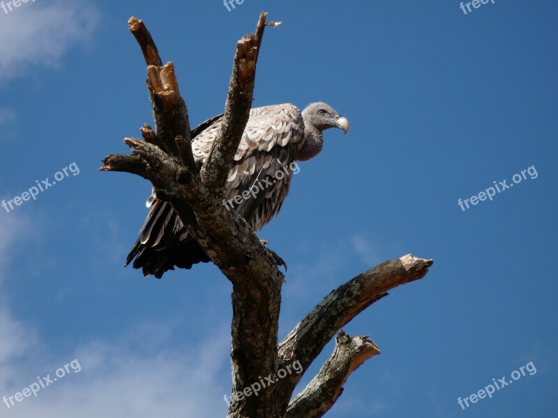 Vulture Africa Animal World Free Photos