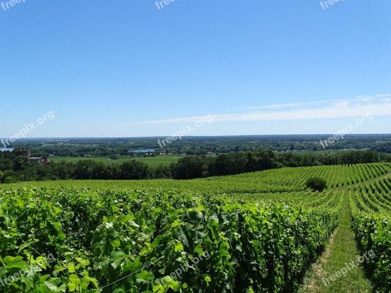 Vineyard Grapes Wine Vine Druivenstok