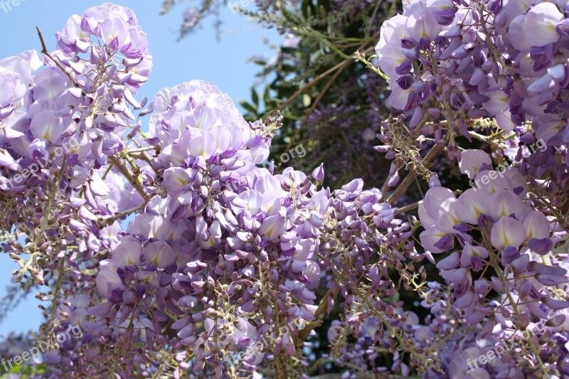 Nature Spring Flower Glycine Zoom