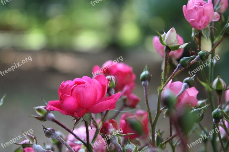 Nature Flowers Summer Roses Spring