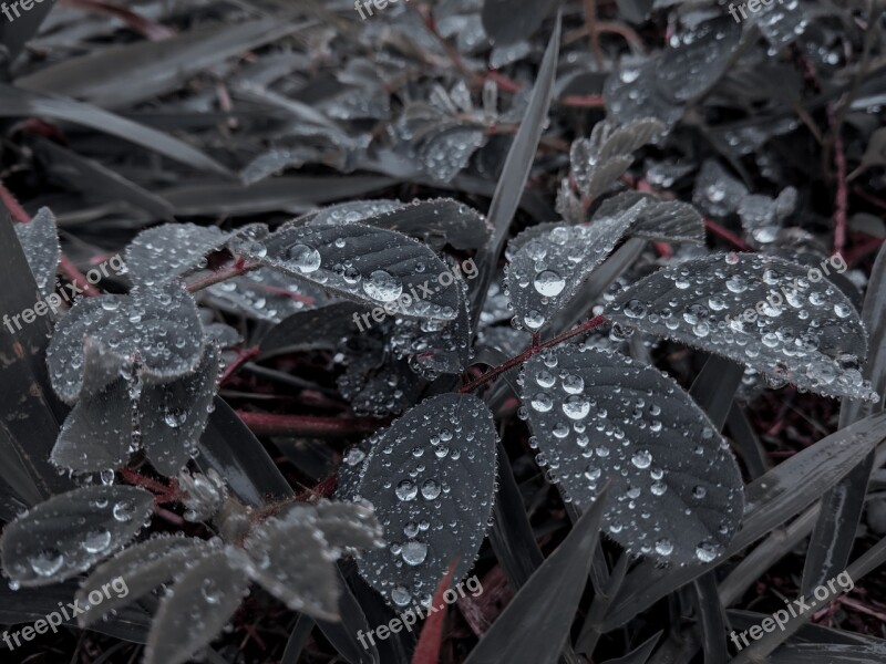 Nature Drops Of Rain Plants No Person Free Photos