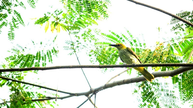 Bird Avian India Kerala Yellow