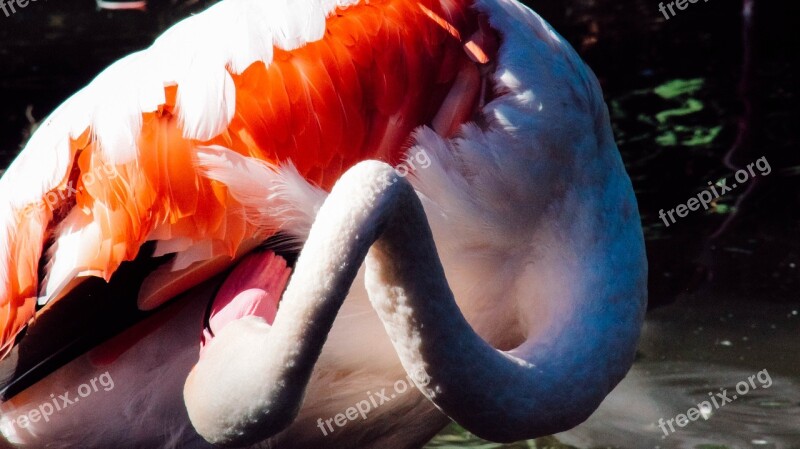 Flamingo Bird Pink Animal Nature