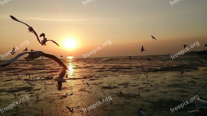 Birds Gulls Samut Prakan Sky Soar