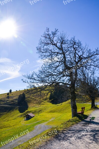 Hiking Mountain Meadow Tree Rest Nature