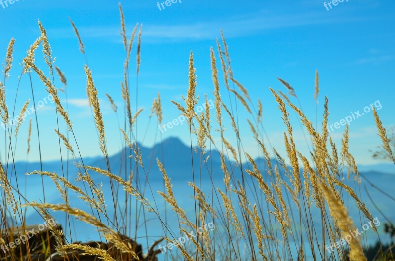 Mountains Foresight Alpine Blade Of Grass Switzerland