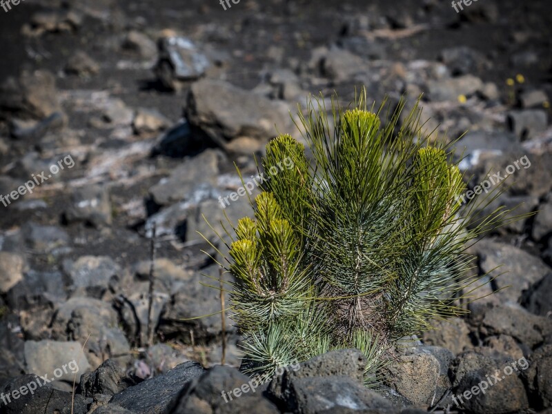 Nature Smaller Tree Tree Volcano National Park