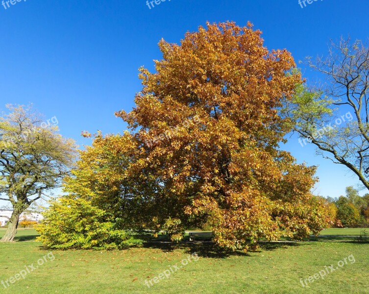 Nature Tree Autumn Leaves Fall Foliage