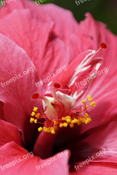 Hibiscus Flower Blossom Bloom Mallow