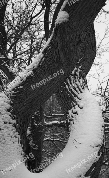 Tree Snow Park Winter Nature