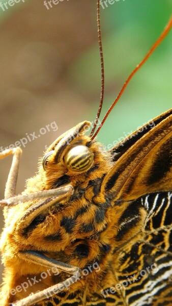 Butterfly Bug Fauna Animal Eye