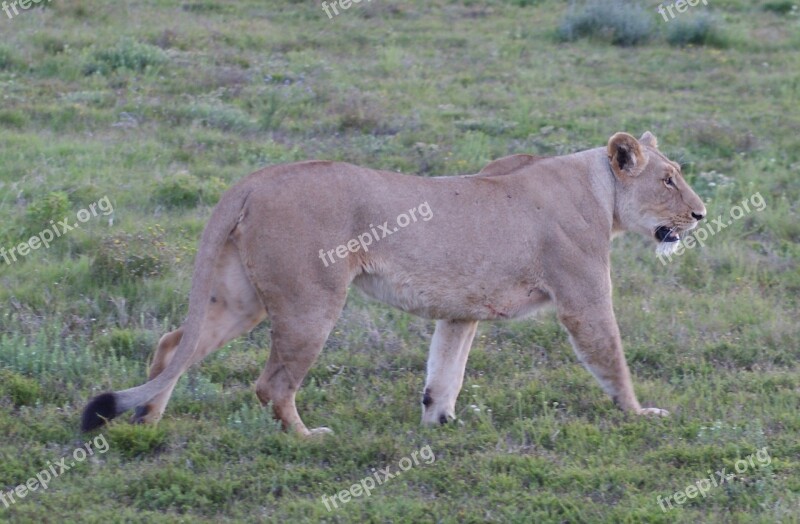 Animals South Africa Wild Animals Lioness Wildcat