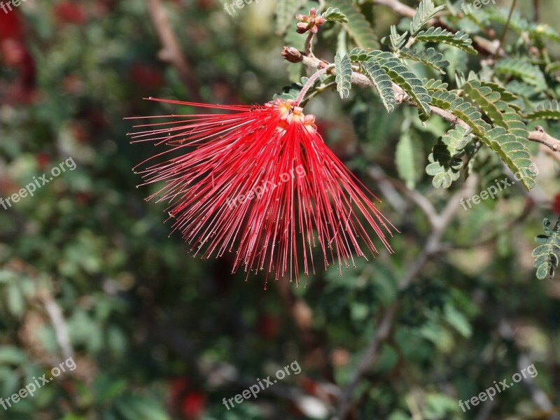 Desert Flower Red Plant Free Photos