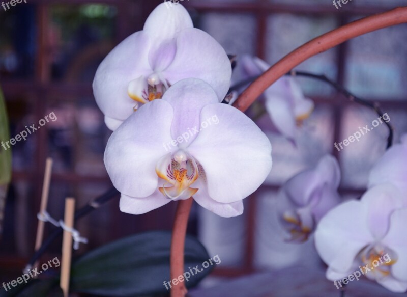 Orchid Flowers Orquidea Flower Nature