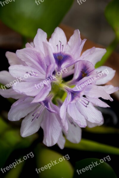 Orchid Purple Nature Lotus Lake Flowers