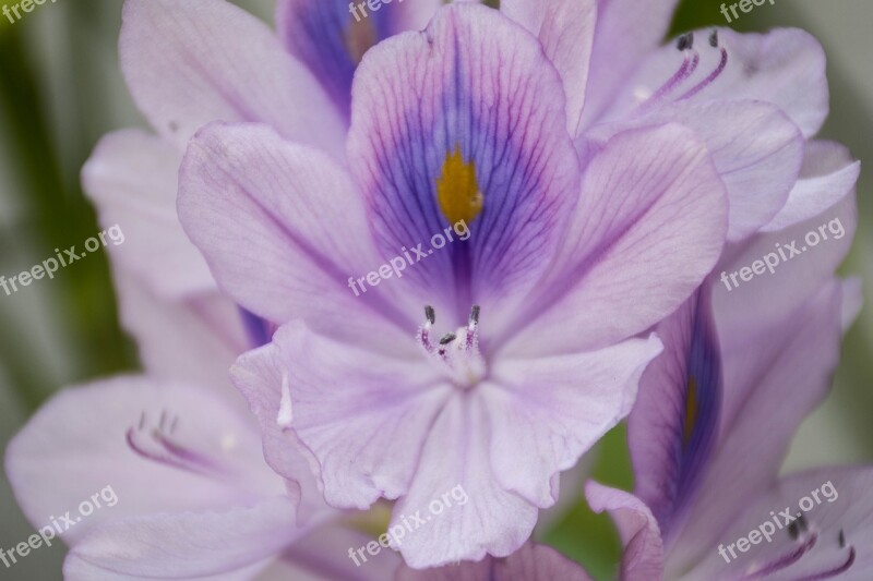 Orchid Purple Lotus Flowers Flower