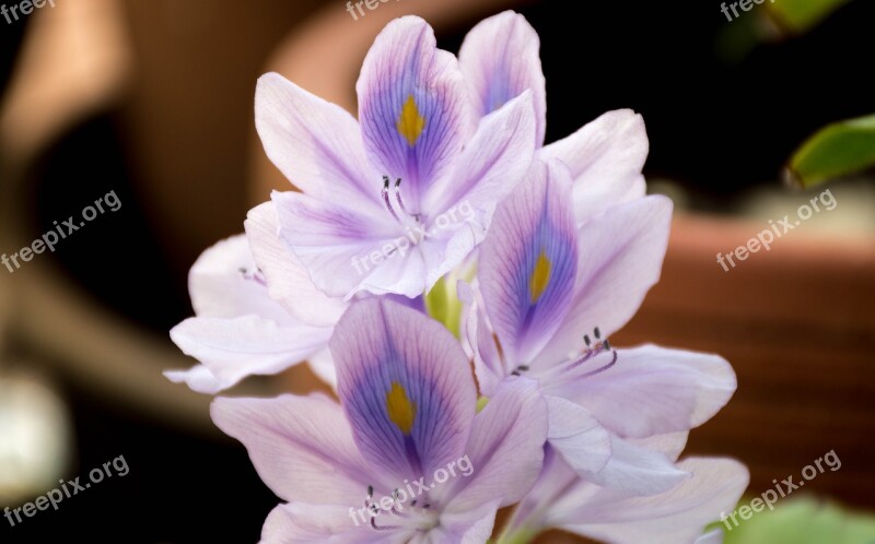 Orchid Purple Lotus Flowers Flower