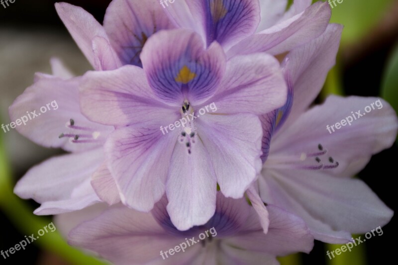 Orchid Purple Flowers Lotus Purple Flower