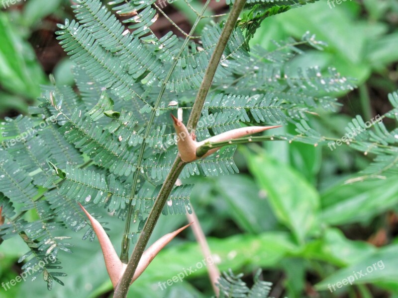 Thorn Cock-spur Leaf Nature Flora